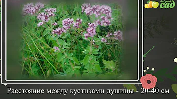 Посадка душицы - как правильно посадить душицу