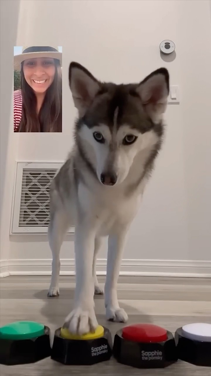 #JasonDeruloTV // Talking ?? #GotPermissionToPost From @sapphie_the_pomsky #FromTheIslands