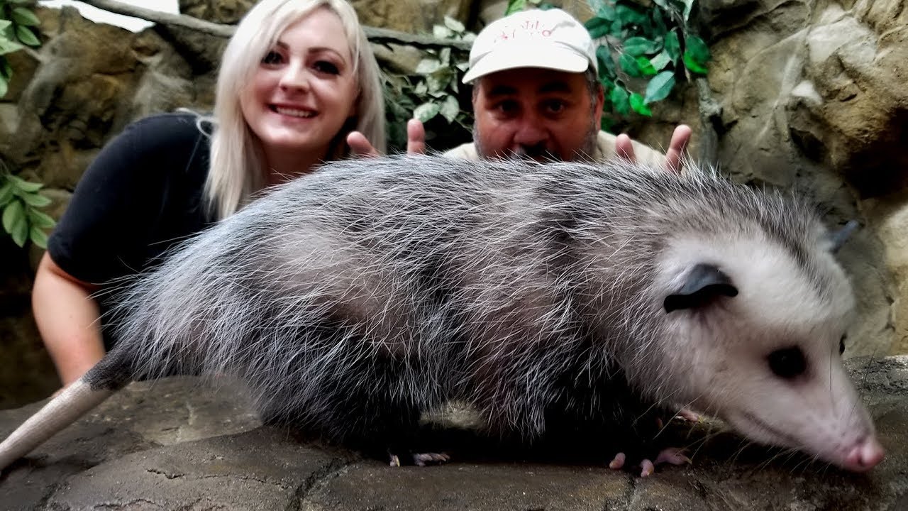 collab youtube Cute or Not? Playing Opossum
