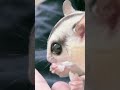 フクロモモンガのもぐもぐが可愛すぎてキュン死した。😍😍