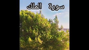 سورة الملك تلاوه مميزه تريح القلب من كل هموم الدنيا #تلاوة_خاشعة #اكسبلور #المصحف #القرآن_الكريم #