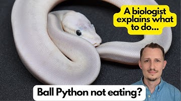 Ball Python not eating? 12 Top tips to fix the problem!