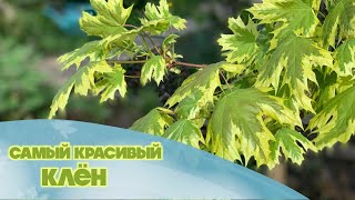 Клён остролистный Друммонди. Как ухаживать за ним?