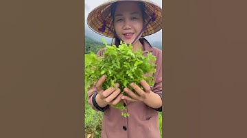 Cây bòng bong và công dụng #thuocnam