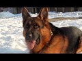 РОЖДЁННЫЙ УМНЫМ! Born smart. Немецкая овчарка.German Shepherd.Odessa.