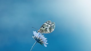 Butterfly Kingdom - Beautiful Butterflies compilation