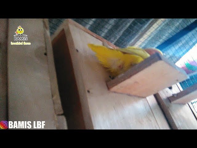 Lovebird Colony Livestock, How to handle when prime (dumped dear) class=