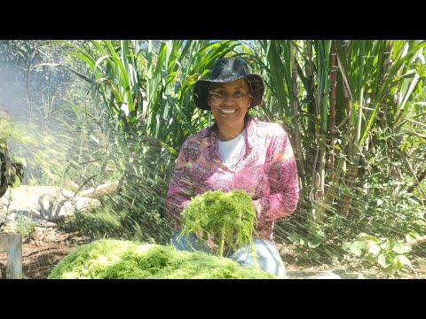 SÍTIO SUSTENTÁVEL! Horta de Tomate, Moringa para os Animais e Soro Caseiro.