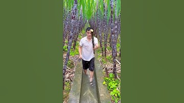 How is the sugar cane from China so soft. #shorts