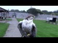 Falconry in Adare Ireland  Falcons as you've never seen them before!