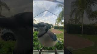 🐦💙 **ACTION BASTIAN & MR. BLUEBIRD: ON MY SHOULDER!** 🌳🎶 #actionbastian #autismawareness #cashcrew