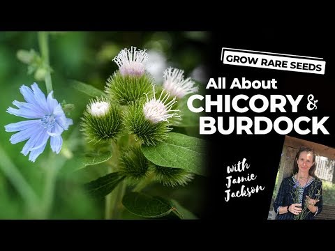 ვიდეო: ბურდოკის მცენარის გამოყენება: რჩევები ბურდოკის მცენარეების ბაღებში გაშენების შესახებ