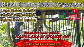 kecial kuning ngejos suara unik dan suara langka cocok jadi masteran utuk cetak kecial kuning mewah