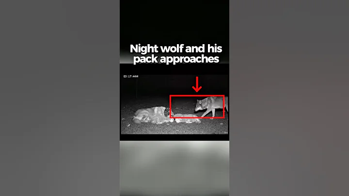 Night wolf and his pack approaches a Turkish Kangal while sleeping. #animals #shorts #viral