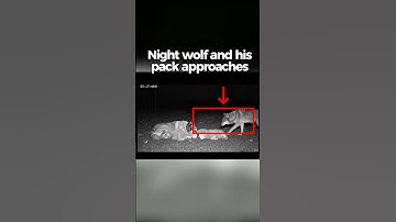 Night wolf and his pack approaches a Turkish Kangal while sleeping. #animals #shorts #viral