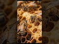 🐝 The Amazing Process of How Bees Make Honey | 4K Macro Documentary
