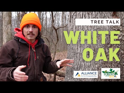 Video: What Is A White Oak Tree: Lær om hvide egetræer i landskabet