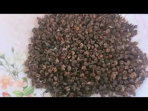 Video: Elderberry (71 Duab): Nws Yog Dab Tsi Thiab Tsob Ntoo Zoo Li Cas? Kev Piav Qhia Ntawm Tsob Ntoo Nrog Paj Thiab Txiv Hmab Txiv Ntoo, Siberian Laus, Canadian Thiab Lwm Yam Tsiaj