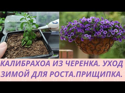 Черенкование Калибрахоа. Как укоренить черенок.Уход для роста. Формировка для красивого куста.