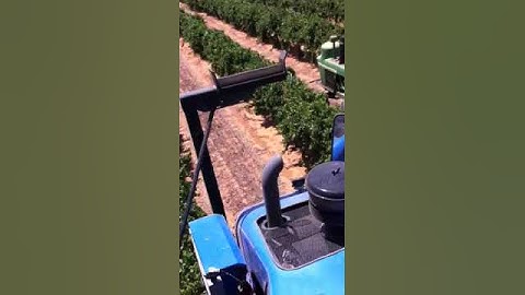 grape harvester video