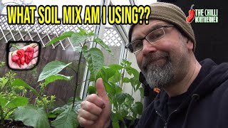 Best Soil Mix for a Good Chilli Harvest?? #chilli #gardening #superhotpeppers