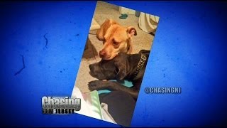 NJ Shelter Euthanized 2 Dogs While Owner Was Away