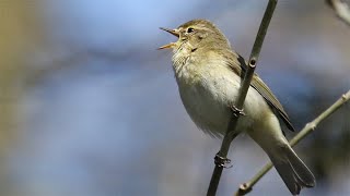 Please Help in Identifying Chiffchaff Variant Songs
