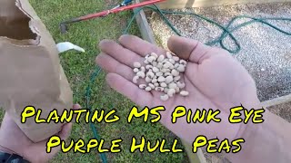 Planting Pink Eye Purple Hull Peas | A New Approach