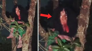 HANTU LIDAH PANJANG ! 7 PENAMPAKAN HANTU TERJELAS DAN TERSERAM YANG BIKIN SUSAH TIDUR