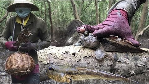 Khu rừng Huyền thoại /50 cái chài dy /đặt 2 dạo /5 kg cá thòi lòi /đoàn 39 vlog