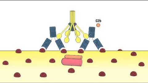 2 1 Complement System