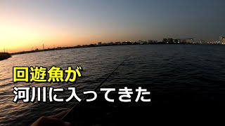 夕まずめの多摩川でルアー釣り！釣った魚を一夜干しにして食べてみたら