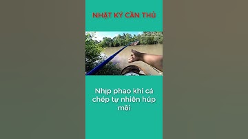 #short - Cận cảnh nhịp phao cá mè vinh tự nhiên ăn mồi | Review Fishing
