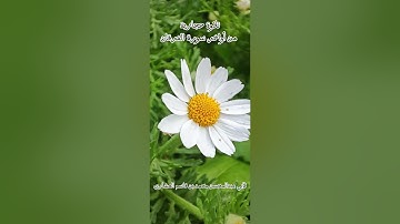 تلاوة حجازية   من أواخر سورة الفرقان