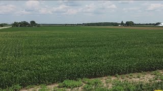 Corn, soybean crops can handle extreme differences in rainfall