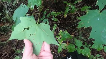 Tree ID: Mountain Maple vs Red Maple vs Sugar Maple