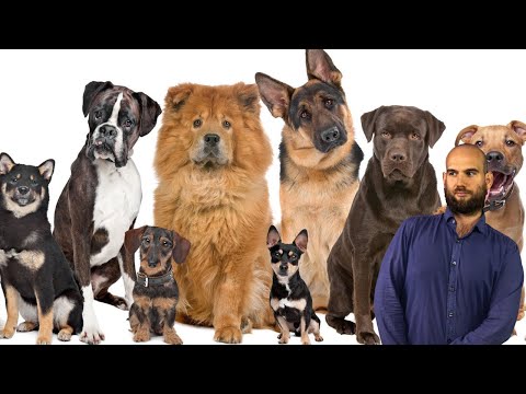 Perché i Cani sono così multiformi?