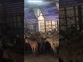 deovar Bakra Mandi Day 3#bakramandi #day3 #viralvideo #tarndind #viralshorts #viralvideos