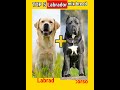 Top 5 labrador mix breedsdogs facts