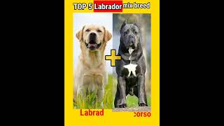 TOP 5 Labrador mix breeds😱😱?|Dogs Facts| screenshot 5