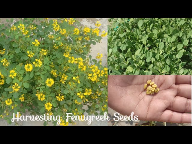 wild.flower seeds The Old Farmer's Almanac Premium Pollinator Mix Wildflower Seeds main image 1