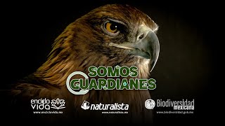 Águila Real