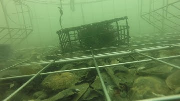 Mysteries of the Deep Revealed