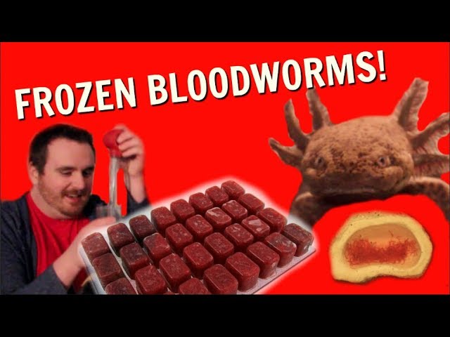 HOW TO FEED YOUR AXOLOTL FROZEN BLOODWORMS? 