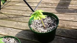 Gumps Greenhouse (good way of knowing if a clone is alive or not)