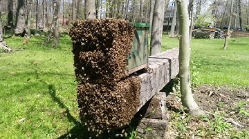 Swarm Trap May 6 2016