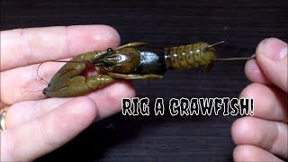 How to rig crawfish for catfish and bass!