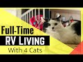 How to Set Up Your RV to Live with Cats