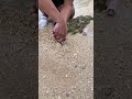 Yakult attract giant #Amazing #fish #fishing #highlights #eelcatch #fishcatching #comedy #beach