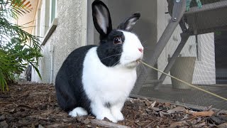 Rabbits longest continuous chew
A free roam rabbit chewing! The rabbit loves eating and chewing! Pigpoke rabbit is still getting used to doing ASMR videos, but we think hes a natural talent when it comes to making rabbit eating videos! :) Bunny eating videos, or rabbit eating ASMR videos are the the free range rabbits favorite videos to make. He also likes making rabbit playing videos, rabbit sleeping videos, and rabbit petting videos. The rabbit is very happy, and when he does rabbit drinking, the rabbit makes rabbit squeaks and rabbit honks. The rabbit loves it!
Maybe you saw our waking a sleeping rabbit with an air horn video, or waking a sleeping rabbit with a firecracker video. Or maybe you saw rabbit learns he is adopted, or sleeping rabbit poops when you touch his tail!
We labeled it ASMR in case some viewers would enjoy the eating sounds he makes - we certainly think his chewing could be considered relaxing. What is ASMR? ASMR stands for autonomous sensory meridian response and is used to describe an experience characterized by a static-like or tingling sensation on the skin that typically begins on the scalp and moves down the back of the neck and upper spine. In short, it that feeling of getting the chills. Maybe his squishy and crunchy eating will trigger you to feel it, who knows? Or maybe he will just put you right to sleep. Or, maybe you just wonder what a bunny eating looks like :) Whatever the reason, thanks for stopping by!
Everyone seems to think the rabbit looks like the singer Jungkook. Jungkook is the youngest member of South-Korean Kpop group BTS. The rabbit thanks you for your kind words!
Thanks for checking out Pipkin and our rabbit channel. We hope you think he is the cutest rabbit ever, because he really enjoys making videos - ASMR videos in particular! Pipkin is a free range rabbit / free roam rabbit and we all enjoy making cute rabbit videos. If youd like to see more cute rabbit videos, please watch some of our other work!
Please click here to subscribe: https://goo.gl/bJFo8G
Other stuff we’re doing!
Instagram: one.more.please
Merch: https://goo.gl/VAHCvx
Pipkin’s Amazon store: https://goo.gl/m1gdkB
Patreon: https://goo.gl/855gpR
Please let us know if you have any feedback or suggestions!
Thank you!! :D
#rabbit
#food
#asmr Rabbits longest continuous chew